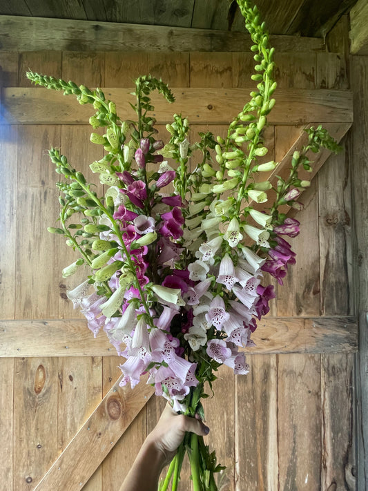 Large Arrangement - Foxgloves